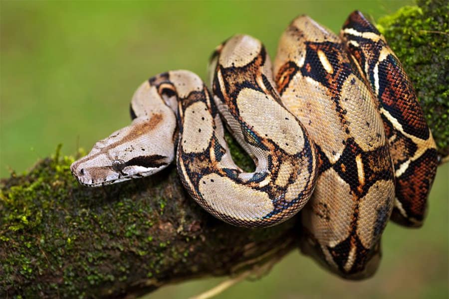 Snake Identification - Learn all About Various Snake Bites, Venomous Snakes & More for Urgent Situations 9