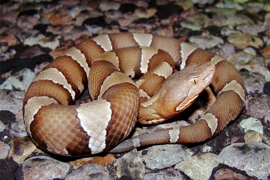 Snake Identification - Learn all About Various Snake Bites, Venomous Snakes & More for Urgent Situations 4