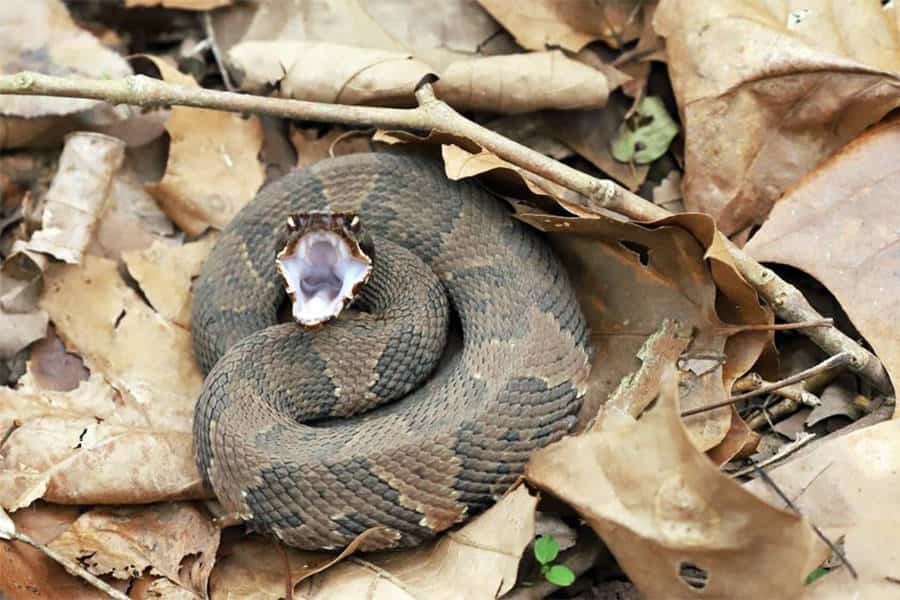 Snake Identification - Learn all About Various Snake Bites, Venomous Snakes & More for Urgent Situations 5