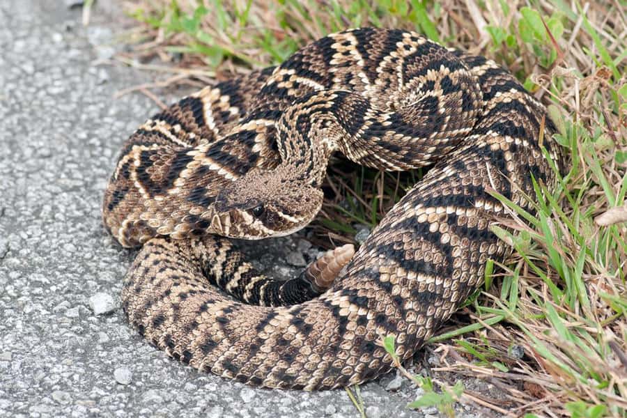 Snake Identification - Learn all About Various Snake Bites, Venomous Snakes & More for Urgent Situations 1