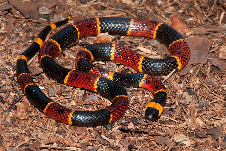 Snake Identification - Learn all About Various Snake Bites, Venomous Snakes & More for Urgent Situations 3