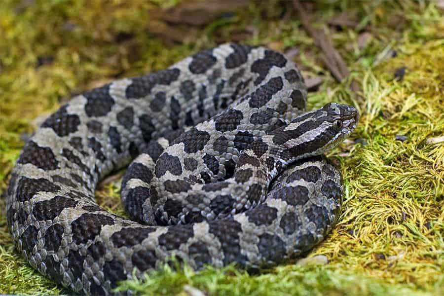 Snake Identification - Learn all About Various Snake Bites, Venomous Snakes & More for Urgent Situations 8