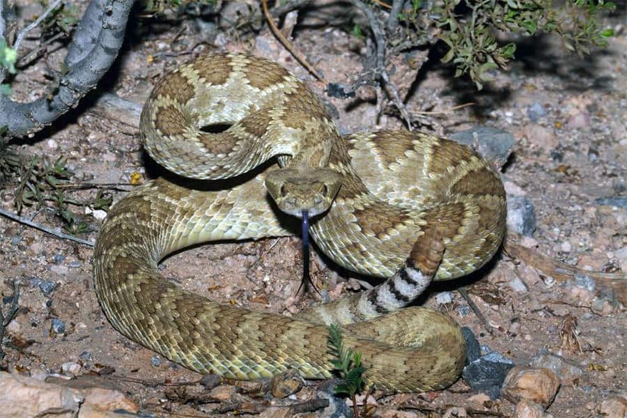 Snake Identification - Learn all About Various Snake Bites, Venomous Snakes & More for Urgent Situations 7