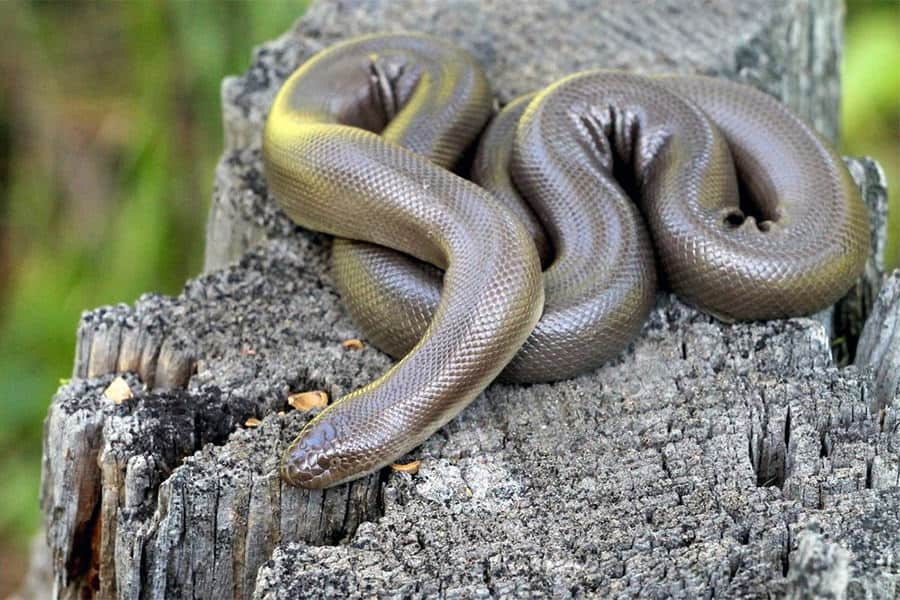 Snake Identification - Learn all About Various Snake Bites, Venomous Snakes & More for Urgent Situations 10