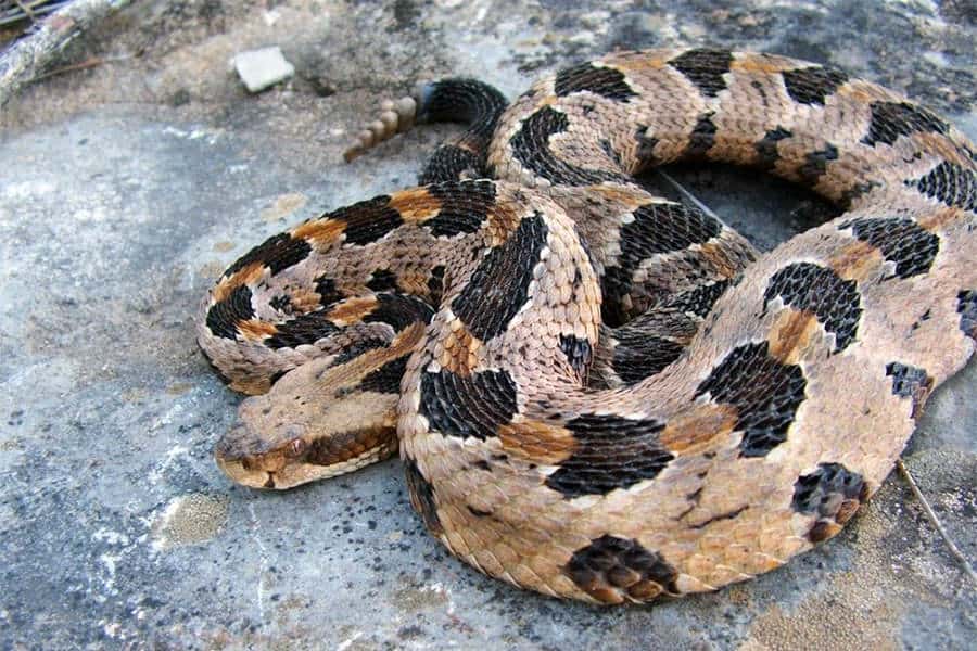 Snake Identification - Learn all About Various Snake Bites, Venomous Snakes & More for Urgent Situations 6