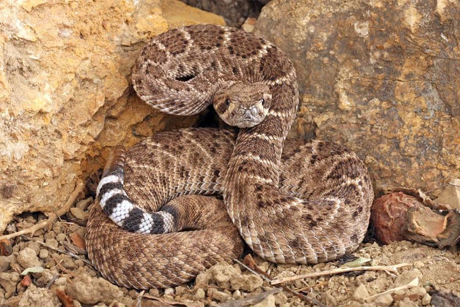 Snake Identification - Learn all About Various Snake Bites, Venomous Snakes & More for Urgent Situations 2